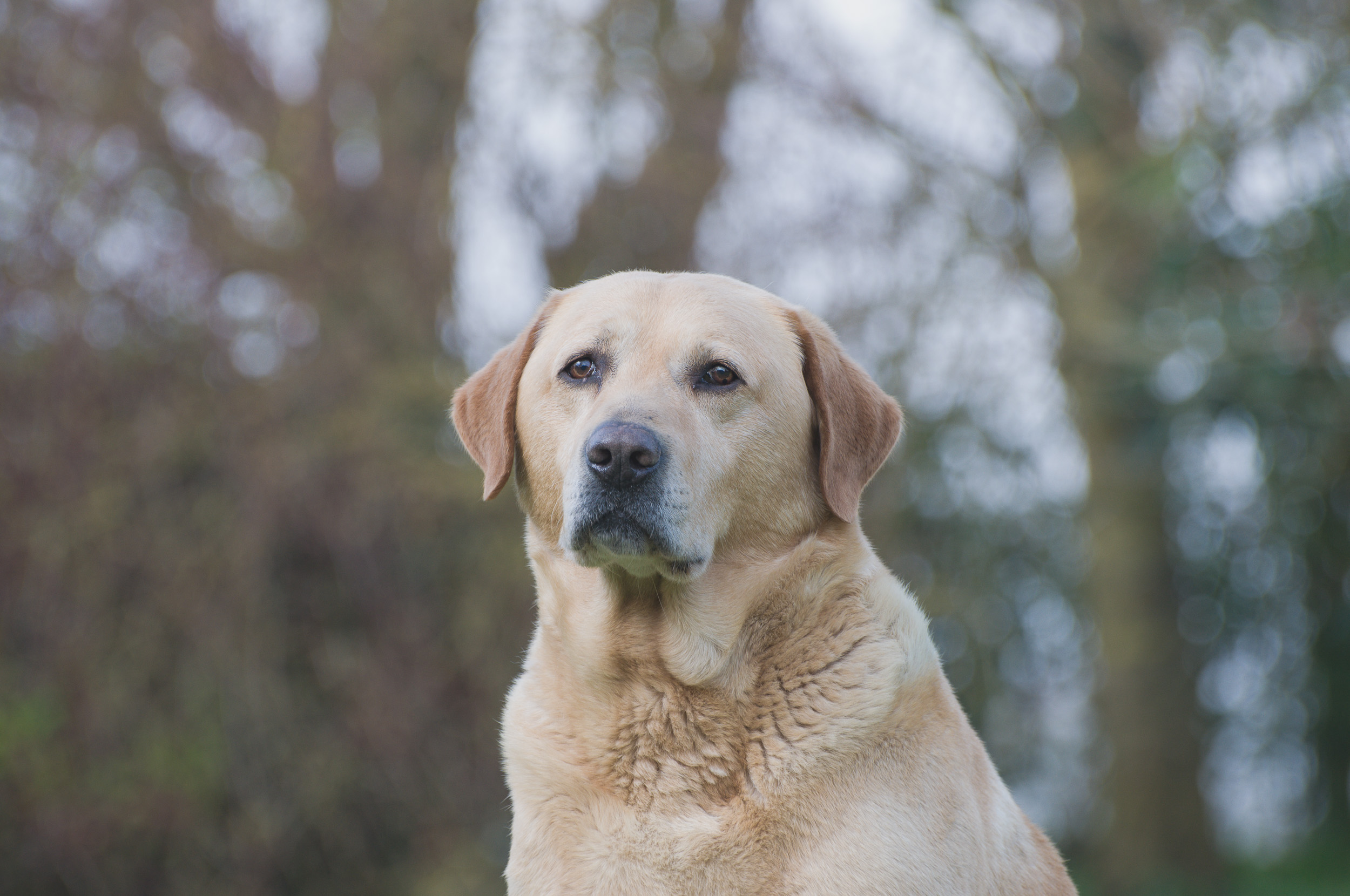 Labrador dog standing outdoors, photographed as a veterinary patient.