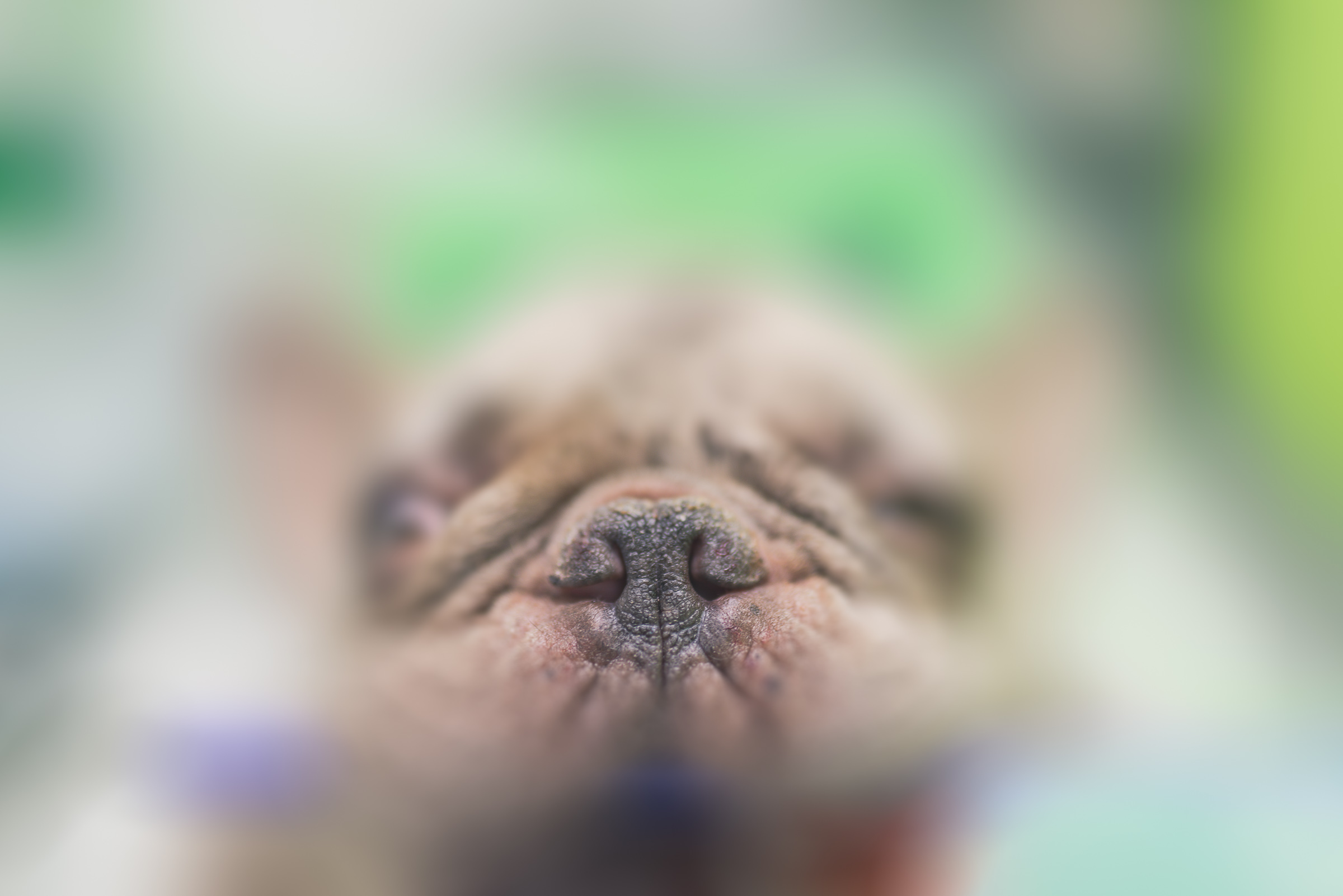 Stenotic nares in a French Bulldog before corrective BOAS surgery