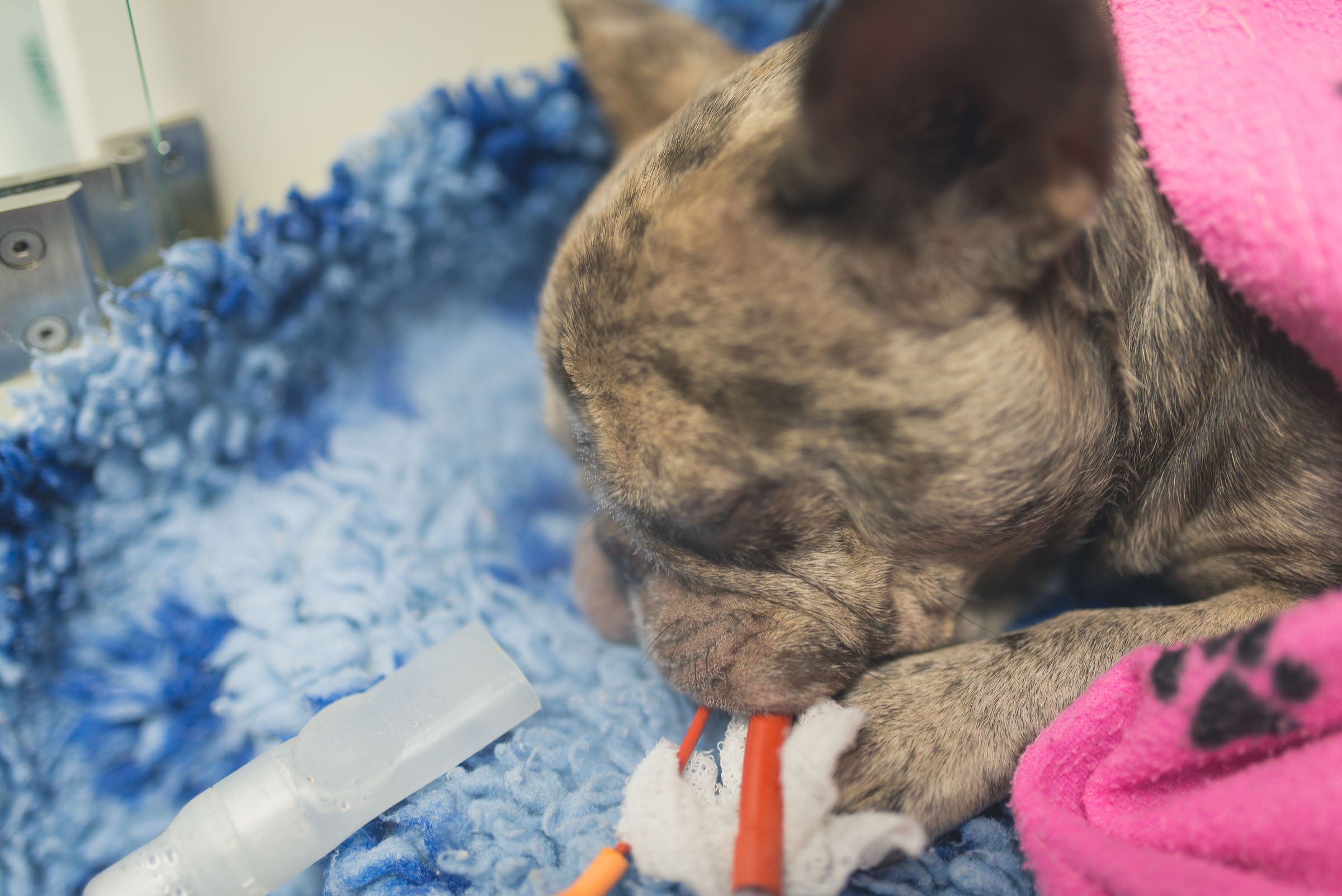 French Bulldog receiving adrenaline and saline nebulisation during BOAS treatment