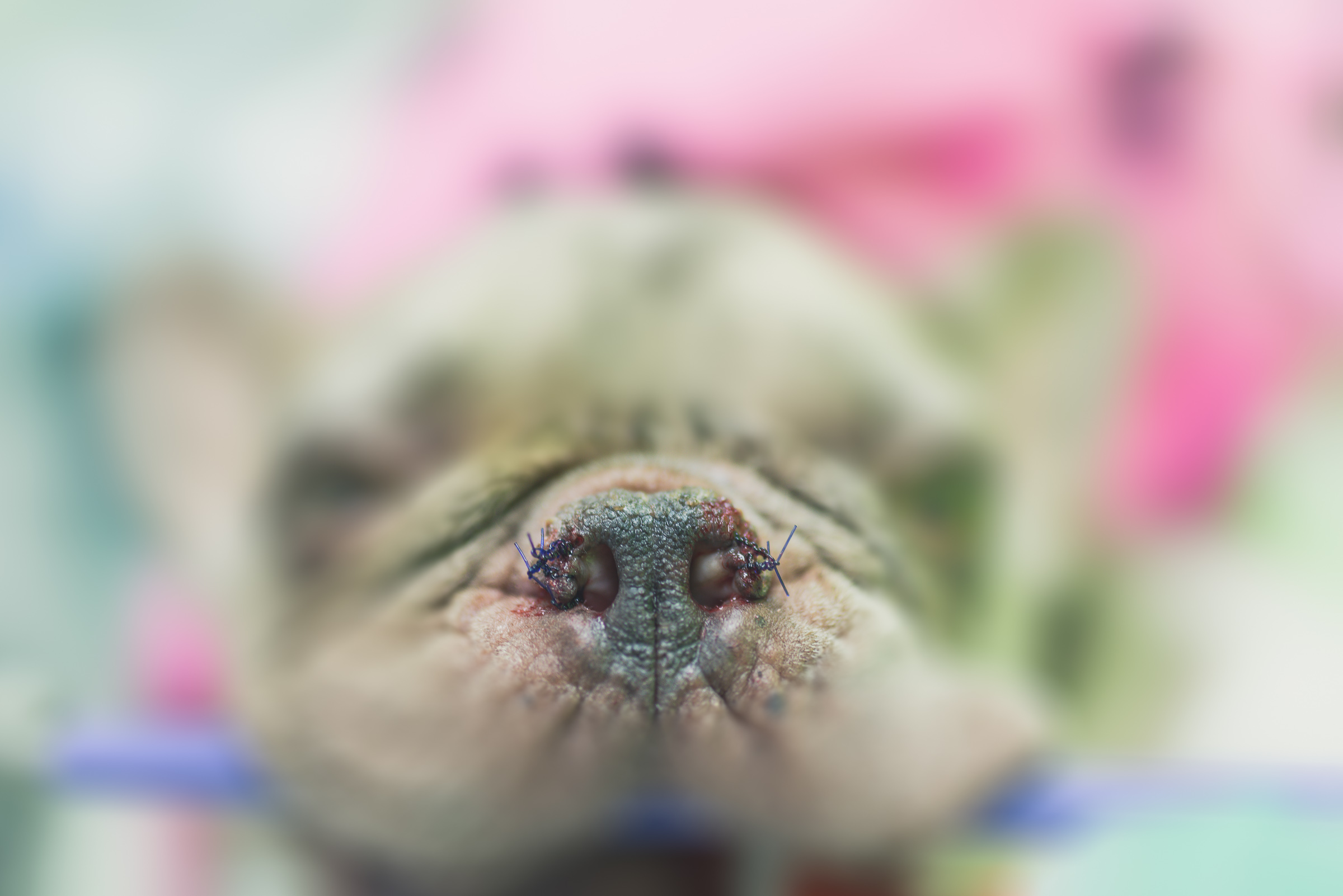 French Bulldog immediately after rhinoplasty for stenotic nares