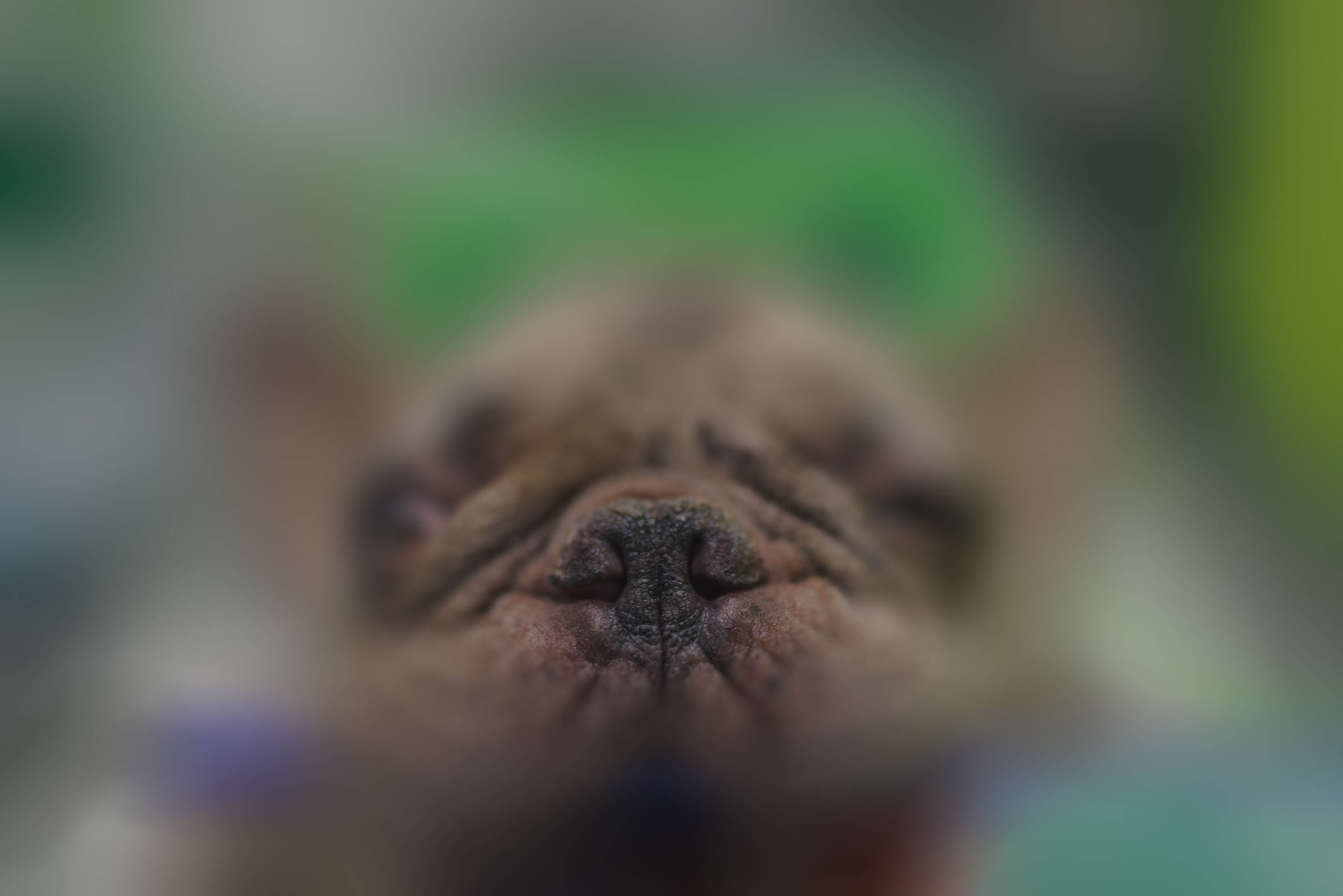 Stenotic nares in a French Bulldog before corrective BOAS surgery