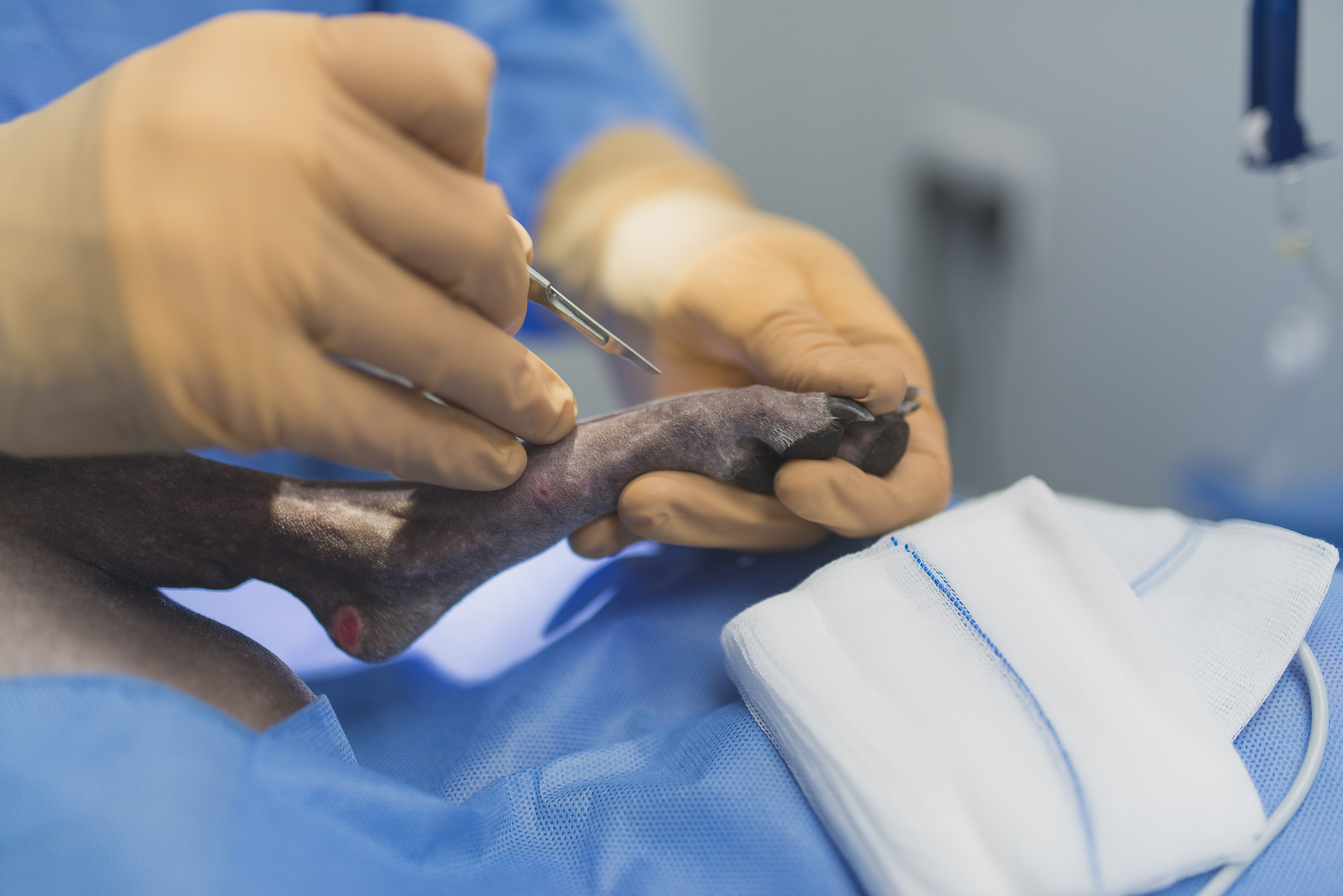 Surgical assessment of a dog's paw during metatarsal fracture repair