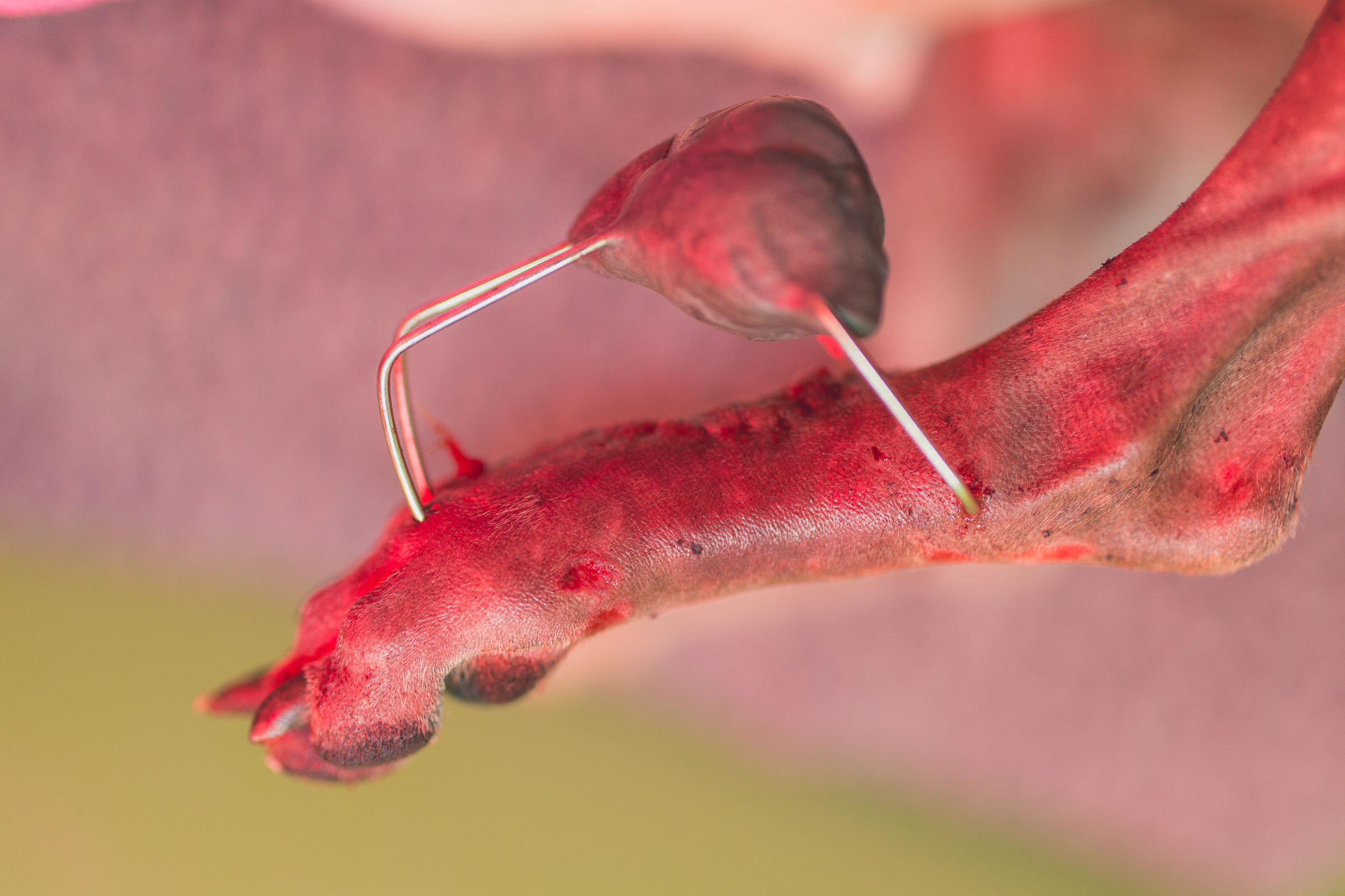 dog-metatarsal-fracture-spider-construct-mainliacht Spider construct used for metatarsal fracture repair in a dog